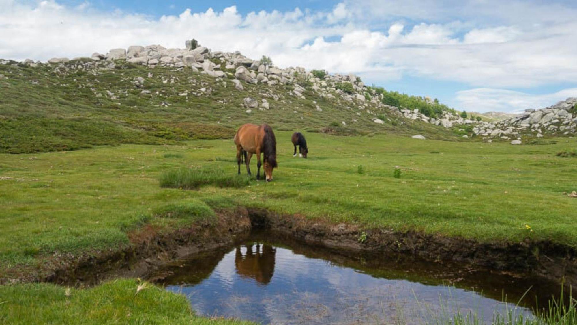 Domaine Le Mouflon D'Or Otel Zonza Dış mekan fotoğraf